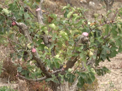 ɽ���������������ɡ���Ѫ����ƶ�����ˡ���Ѫ����ƶ