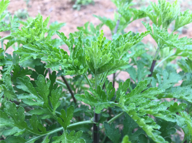 ССҰջ ˴ҵϹԳǾɽҰֲ