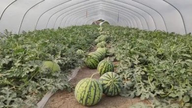 ���������������½�����������ֳɹ���Ϊũ�������ҵ���·��