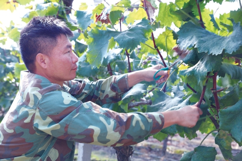 告别军营绿 奋战田园绿